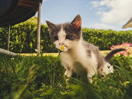 小猫多大可以吃猫粮