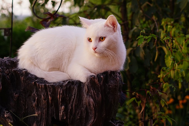 不会长大的猫